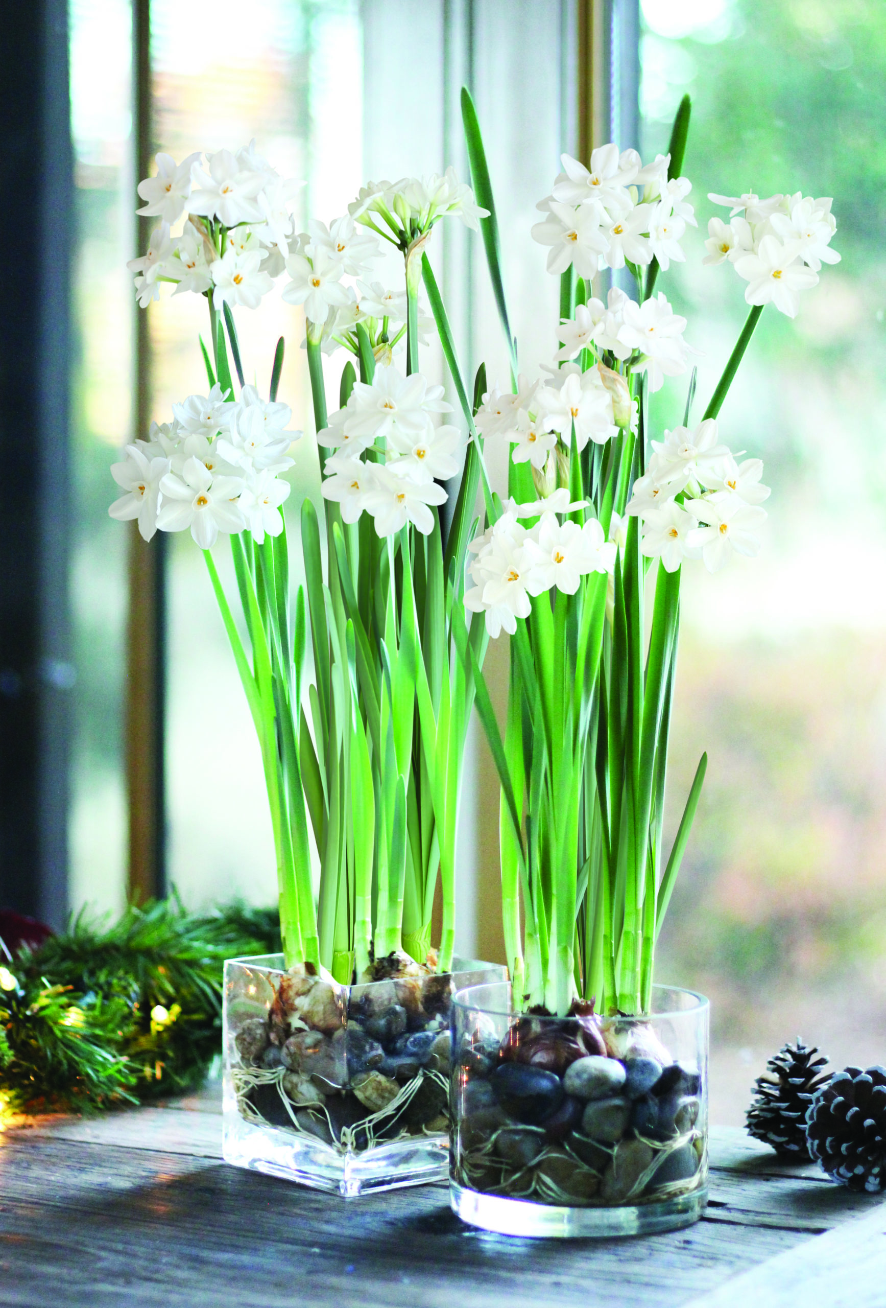 Paperwhites 3 Bulbs - American Fundraising Group